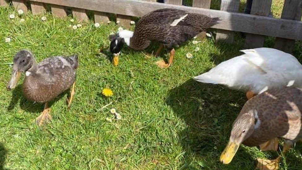 Ducks on grass