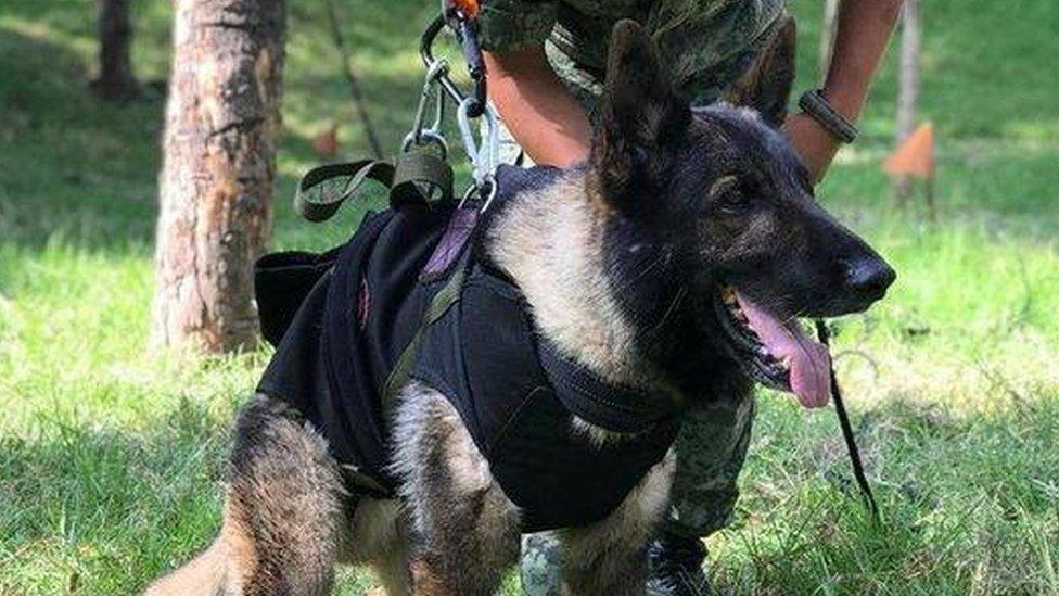 Undated handout photo of rescue dog Proteo, who died over the weekend while on duty in the town of Adiyaman, Turkey, during the rescue efforts