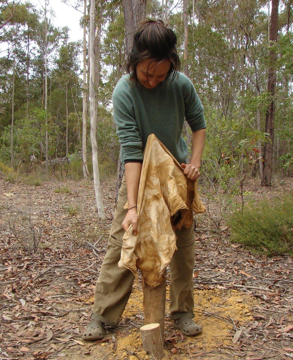 Claire Dunn works a kangaroo hide on Australia Day