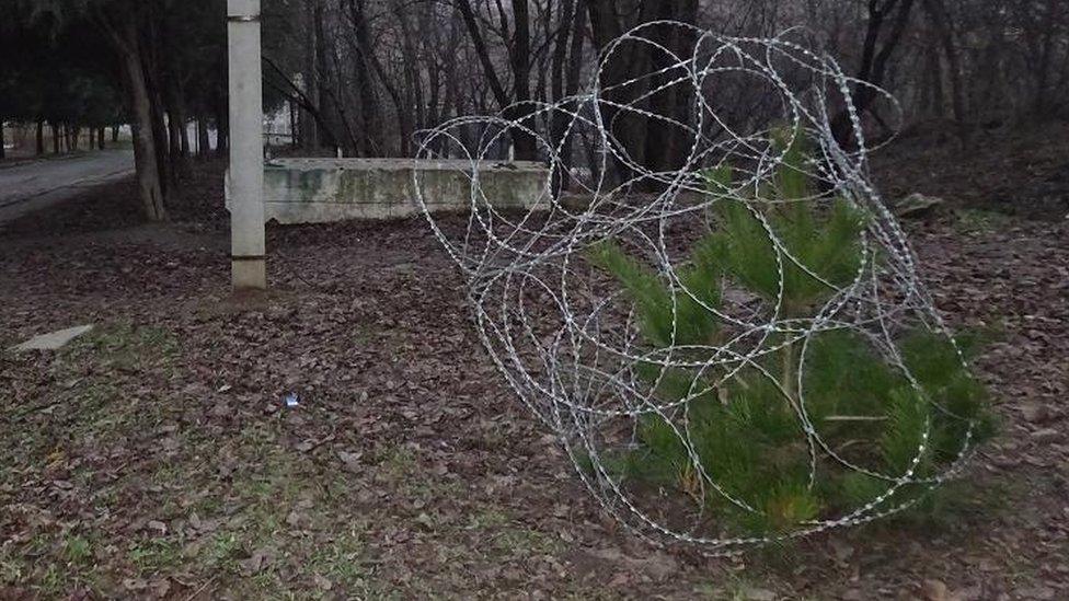 Fir tree wrapped in razor wire