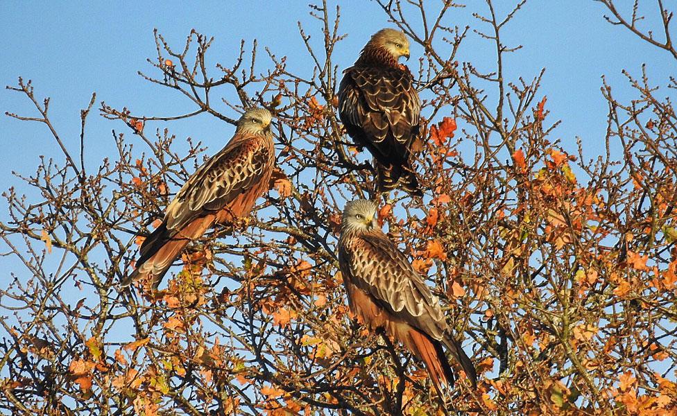 Red kites