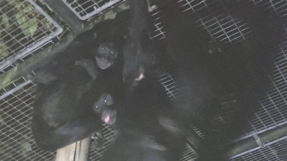 The picture of the Spider Monkeys from West Midlands Fire Service twitter