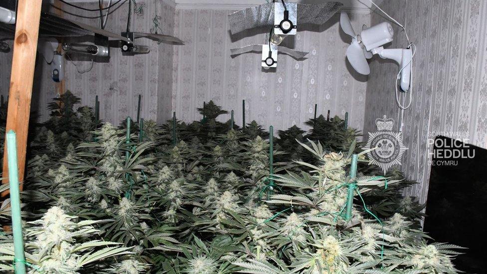 Cannabis farm