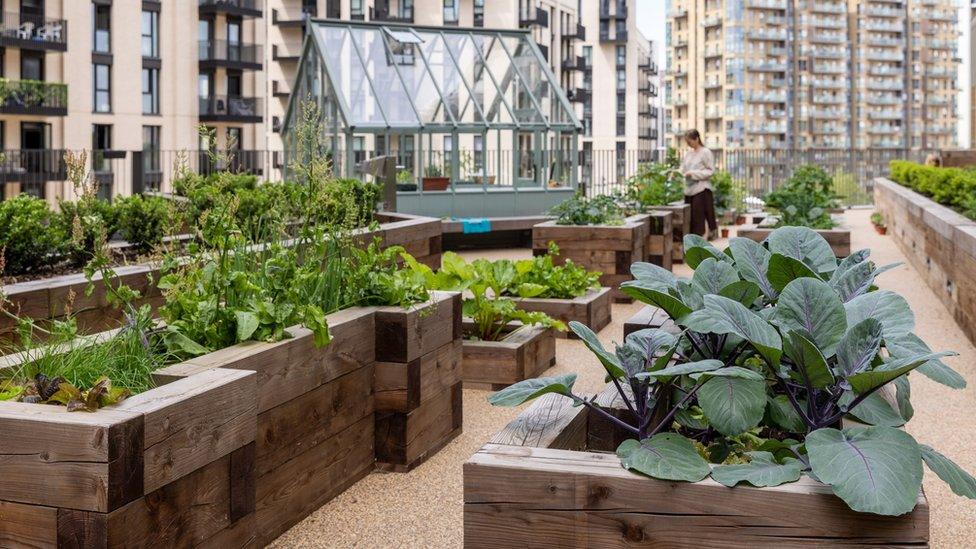 Quintain Living's allotment area