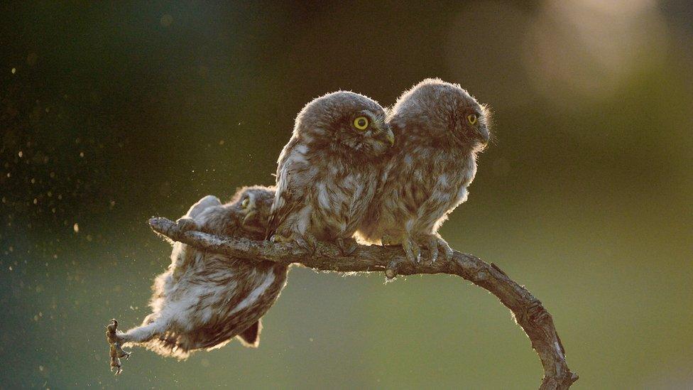 An owl falling off a perch