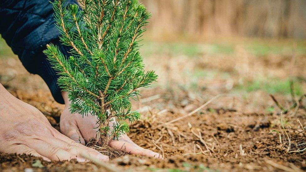 Sapling being planted