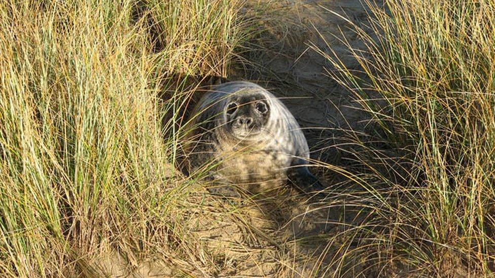 Seal at Horsey, Norfolk