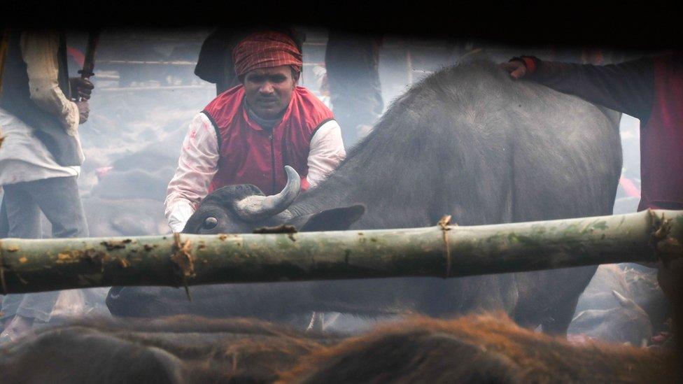 A Hindu devotee prepares to slaughter a buffalo as an offering during the Gadhimai Festival in Bariyarpur on December 3, 2019.