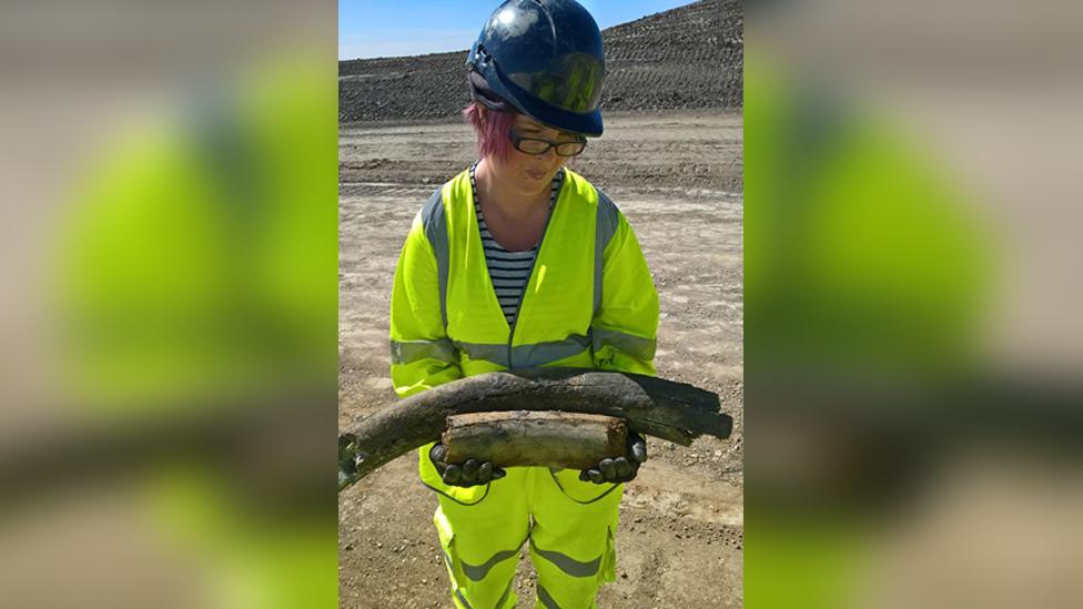 Woolly mammoth remains