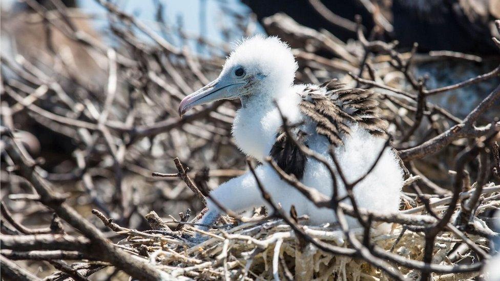 A frigatebird chick