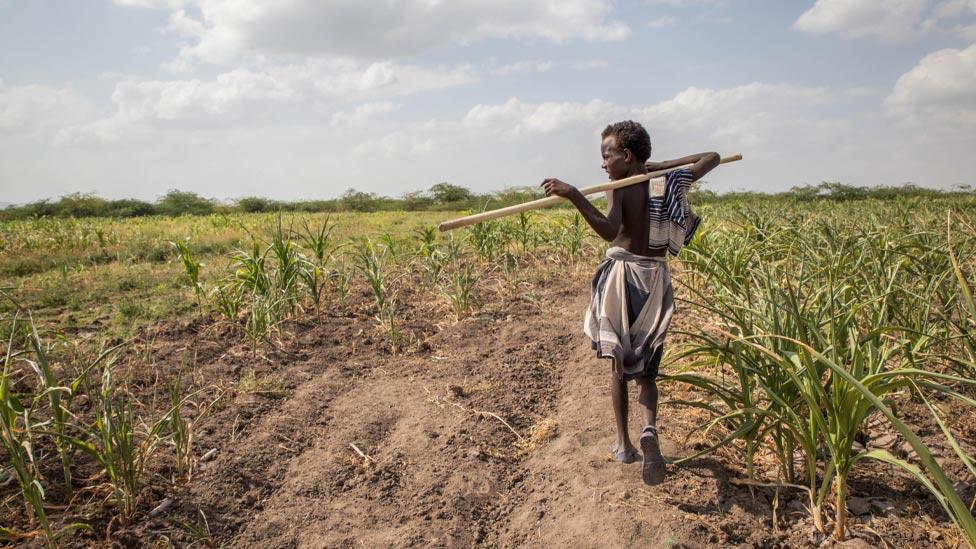 An Afar boy walks through failed crops and farmland in Magenta area of Afar, Ethiopia, on Tuesday, Jan. 26, 2016.