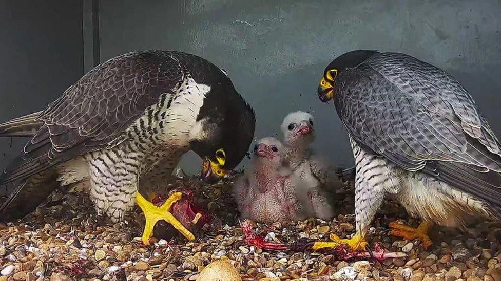 Peregrine parents and chicks