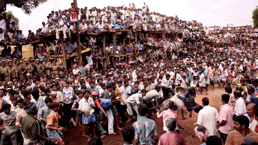 Manju Virattu contest in Tamil Nadu (file photo)