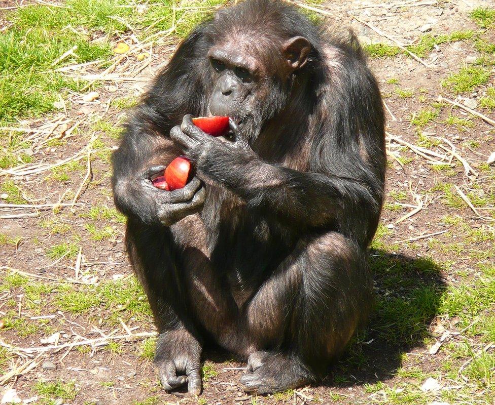 chimpanzee eating an apple