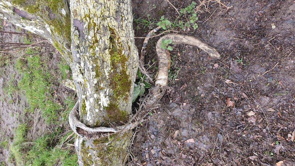 Remains of python on a river bank