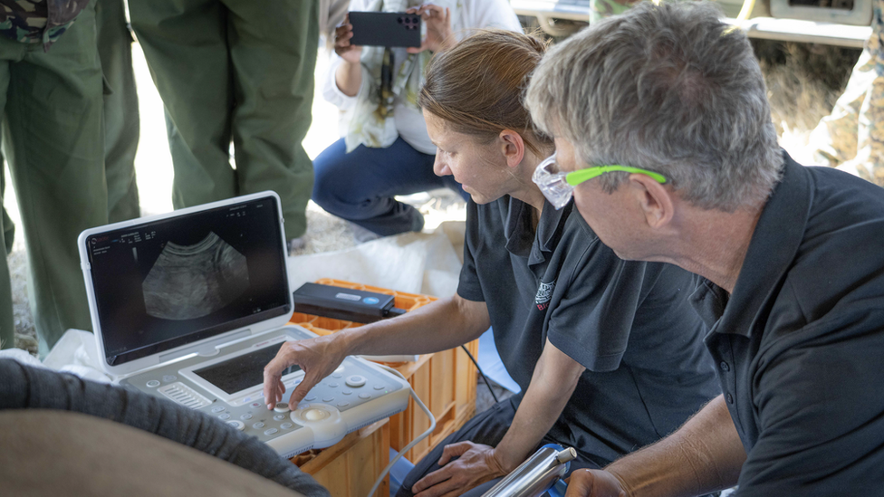 Embryo transfer in southern white rhino