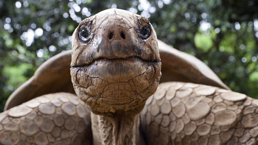 Scientists observed Galapagos tortoise mating at the height of a total eclipse in 2017