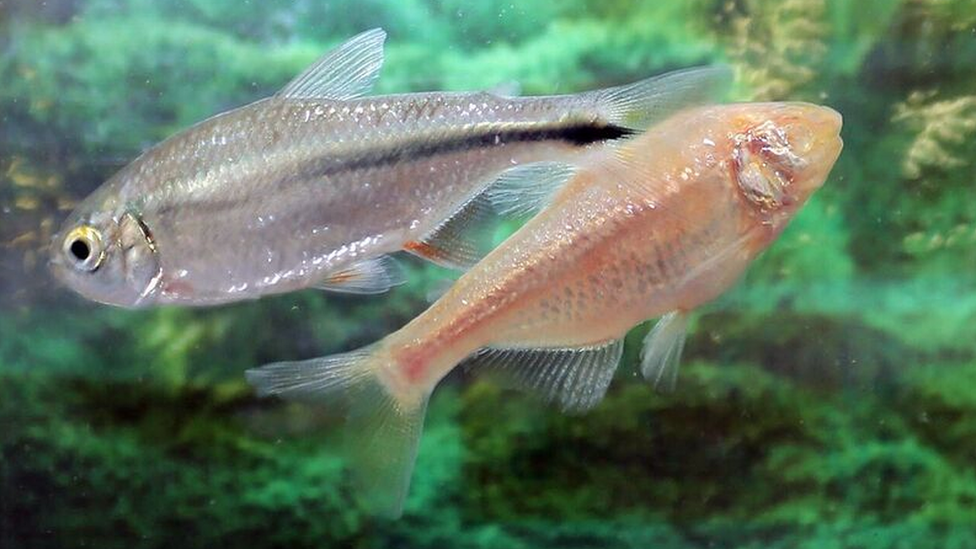 The Mexican tetra fish