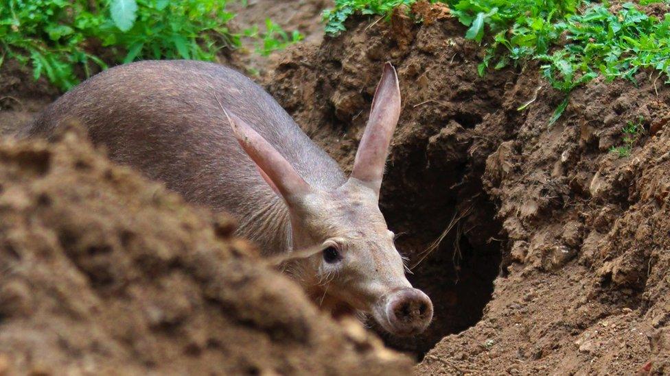 An aardvark