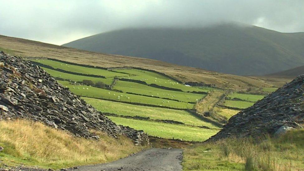 Sheep in the field