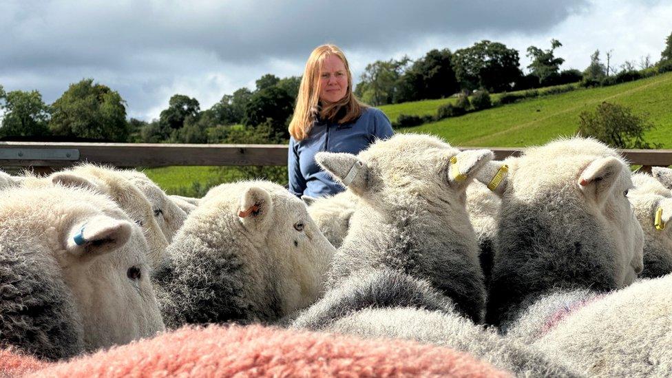 A woman wades among sheep