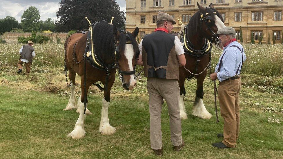 Shire horses at King's College