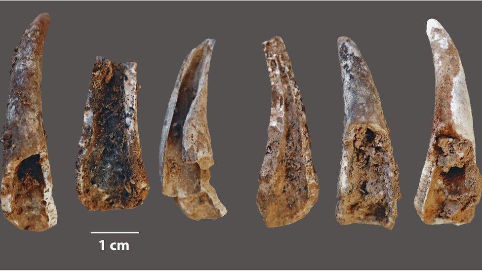 Crab claws smashed open by Neanderthals at the cave