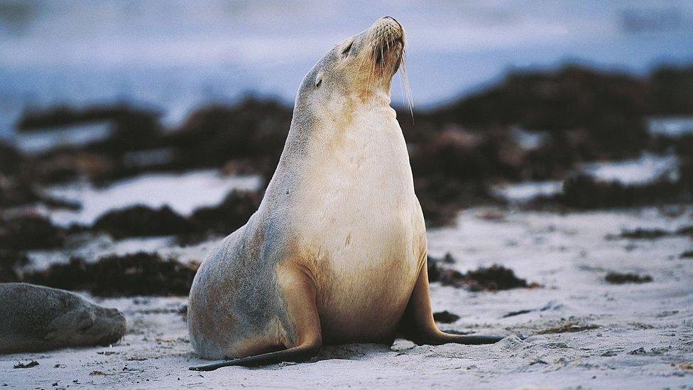 Australian sea lion