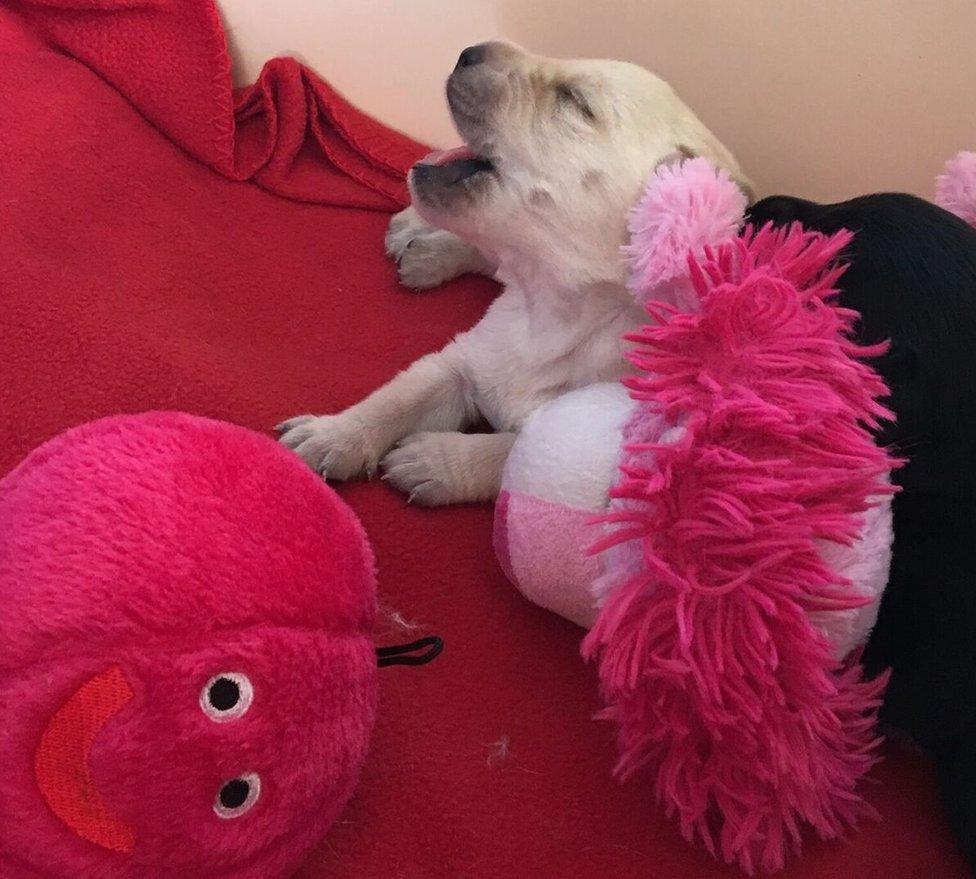 A yellow puppy yawns while partly buried under soft toys