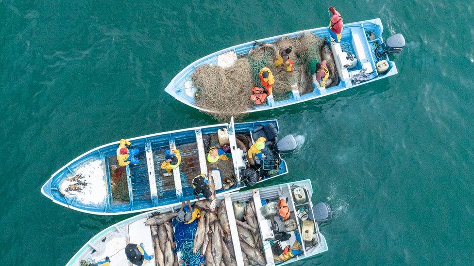 Boats carrying totoaba