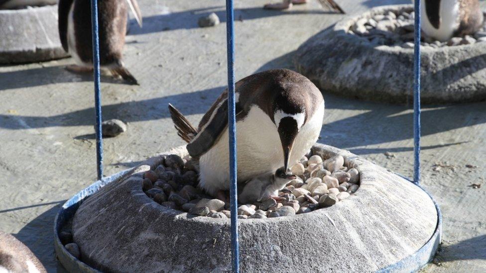 baby-penguin-and-mother.