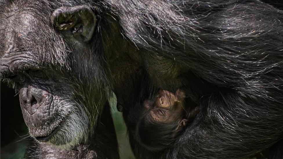 Young chimp nurses