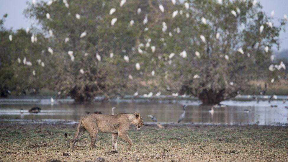 A lioness at the Zakouma National Park in Chad