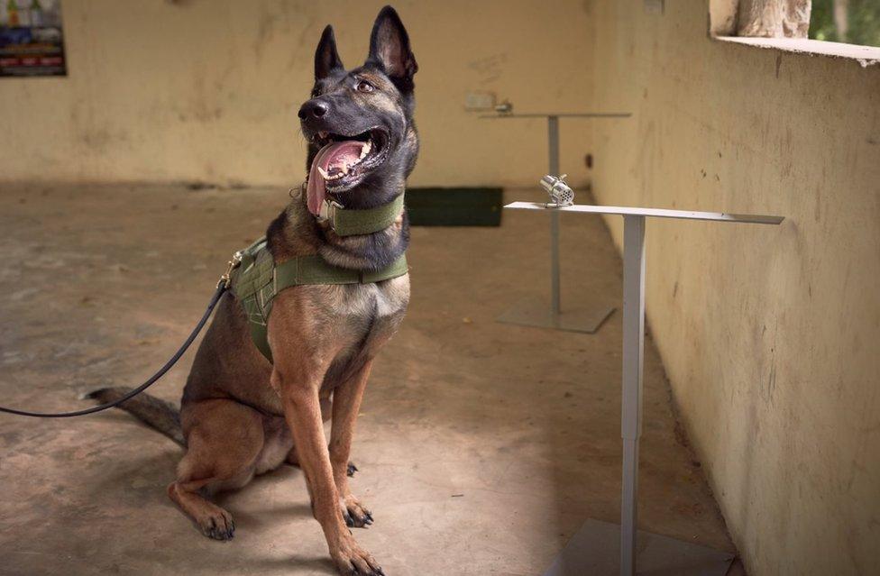 Ram, a sniffer dog with Kenyan Wildlife Service (KWS) during sniffer dog training at Mombasa sea port.