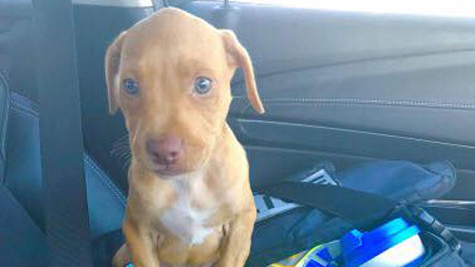 A puppy freed from a hot car by police