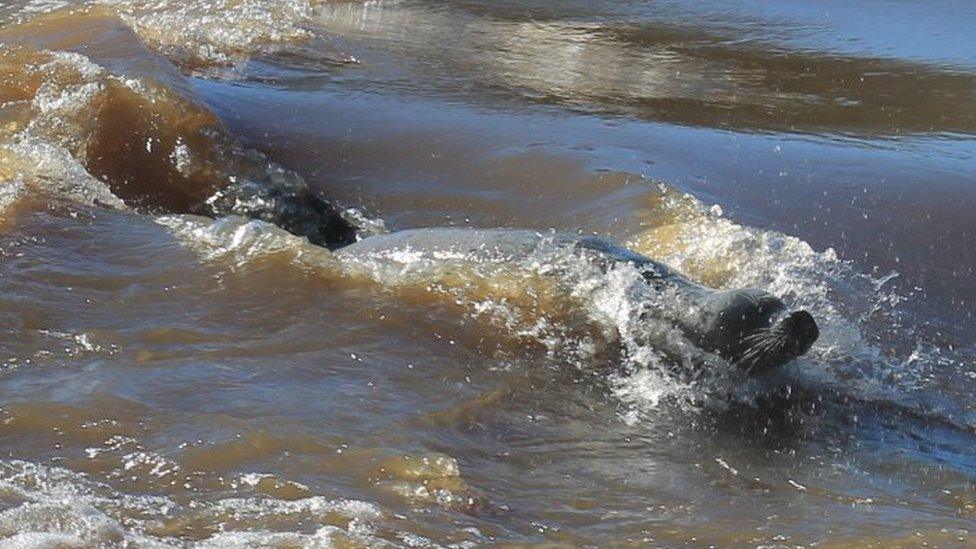 Seal swimming in the river