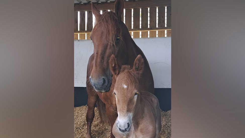 Foal Dazzling King Charles and mare Sioux