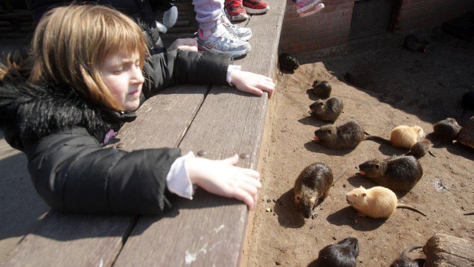 girl-petting-mice.