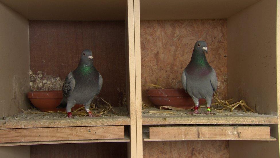 Pigeons