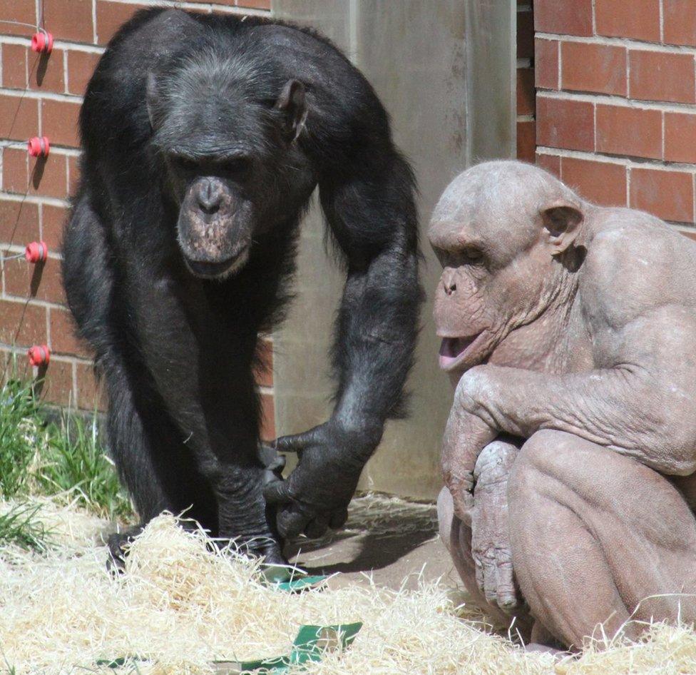 Twycross Zoo's hairless chimp Mongo dies 'unexpectedly' - BBC News