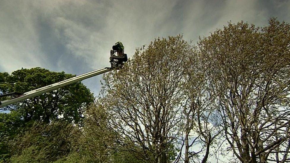 Person collecting seeds from a tree