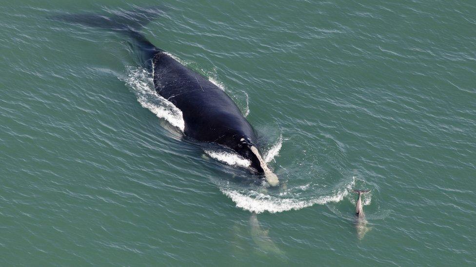 North Atlantic right whales.