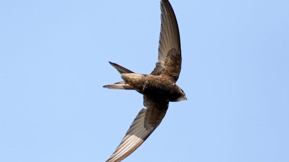 Common swift, Apus apus, single bird in flight, Warwickshire, May 2012