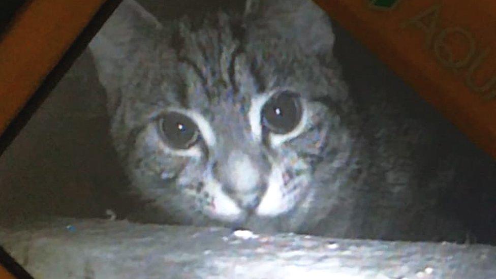 Cat under the floorboard