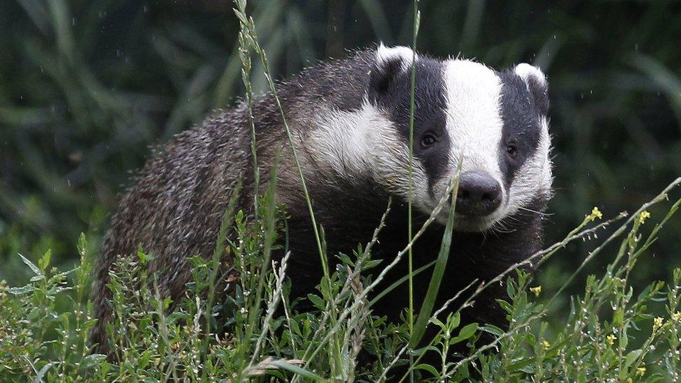 A badger