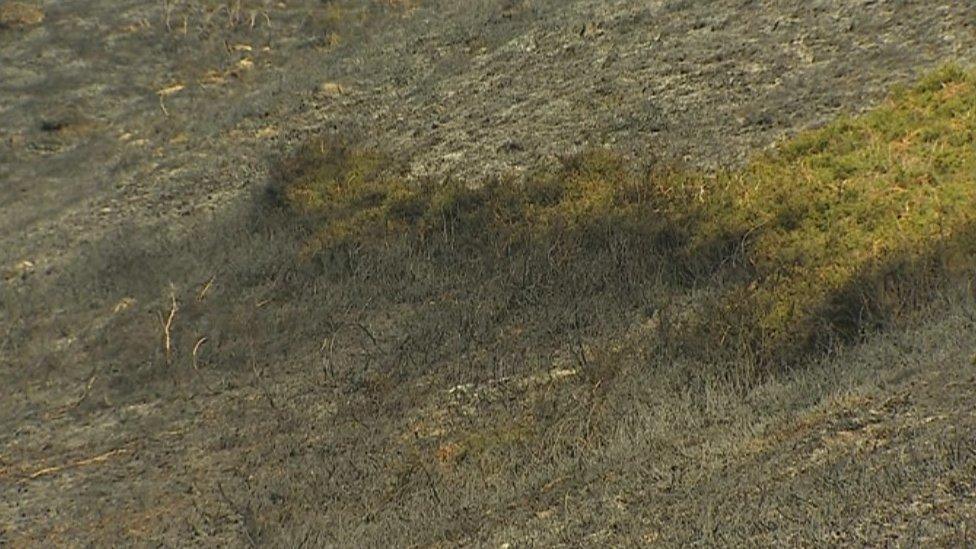 Llangollen gorse fire damage