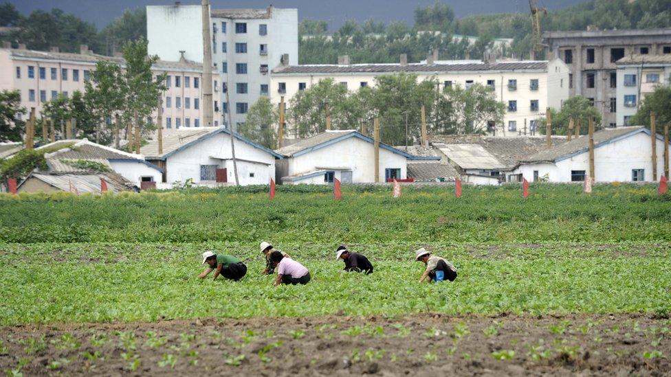 Farmers tending to their field in North Korea