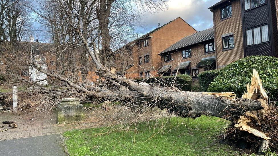 A blown-over tree