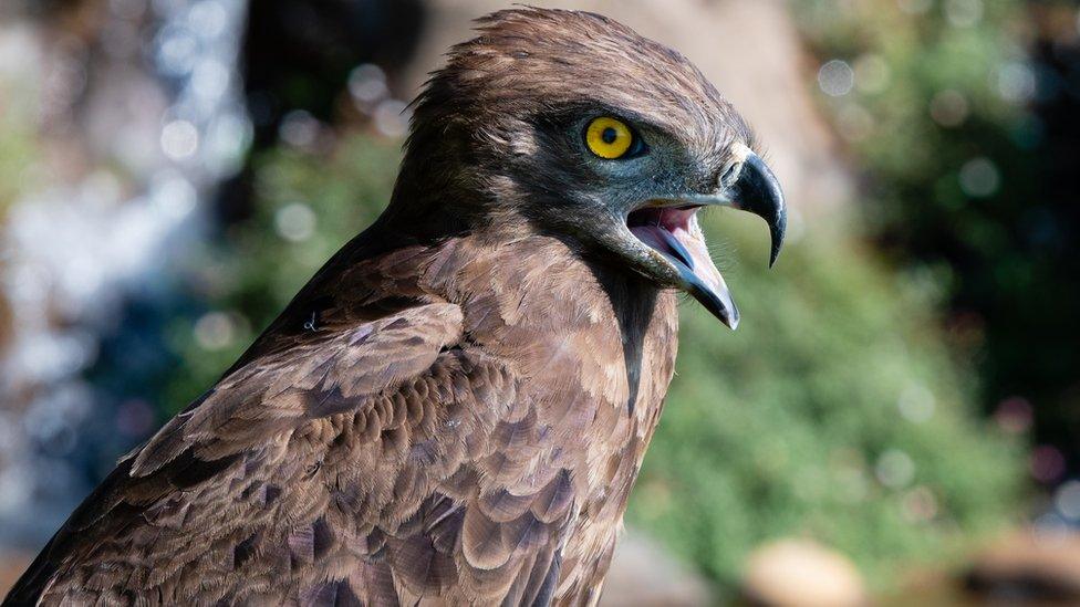 brown snake eagle