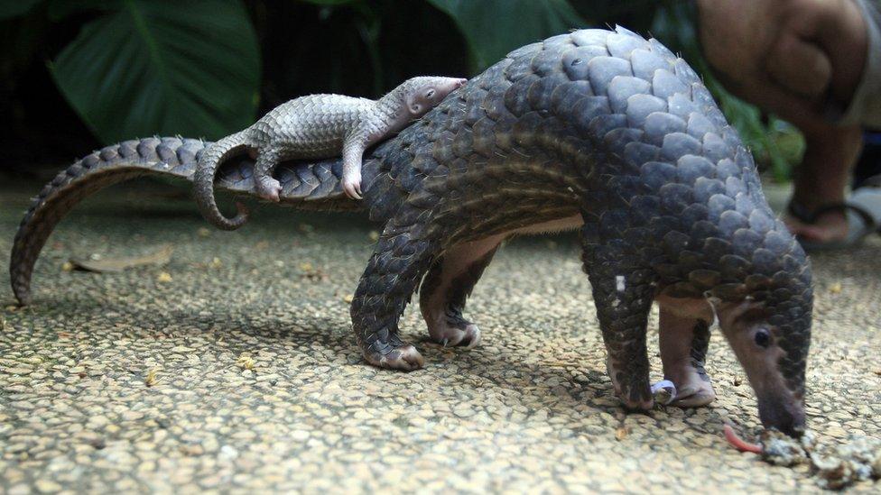 A pangolin and a baby